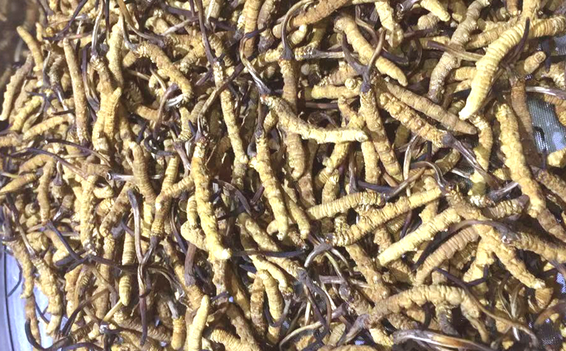 冬蟲夏草圖片 冬蟲夏草圖片