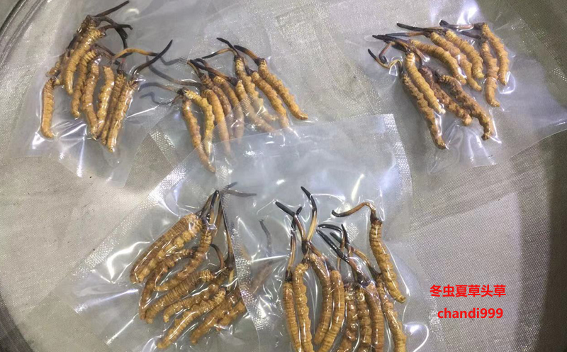 冬蟲夏草頭草圖片 冬蟲夏草頭草圖片