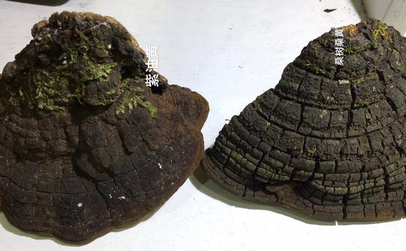 桑樹(shù)桑黃和紫油桑黃表皮對(duì)比