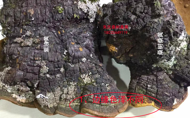 桑樹(shù)桑黃和紫油桑黃邊緣色澤不同