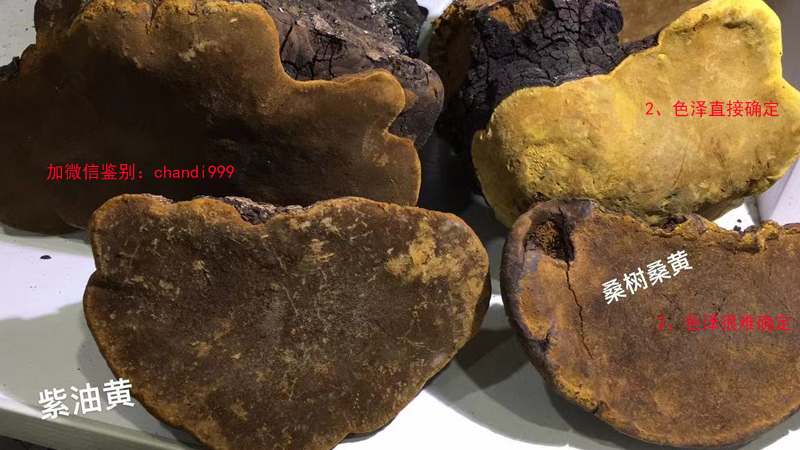 桑樹(shù)桑黃和紫油桑黃真假對(duì)比