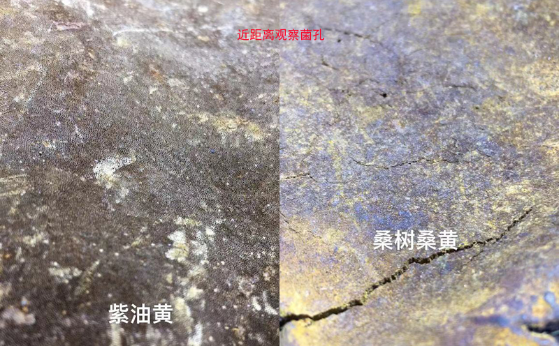 桑樹(shù)桑黃和紫油桑黃菌孔對(duì)比圖片