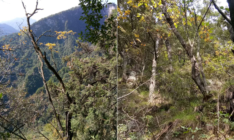桑黃生長區域環境圖片 桑黃生長區域環境圖片