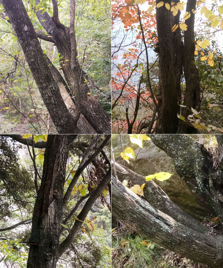 桑黃長在桑樹上的圖片 桑黃長在桑樹上的圖片