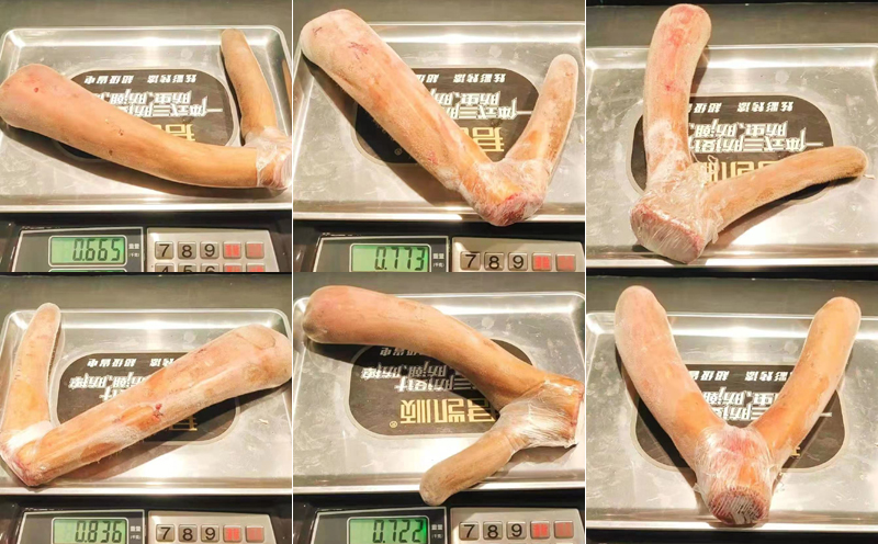 新鮮鹿茸圖片 新鮮鹿茸圖片