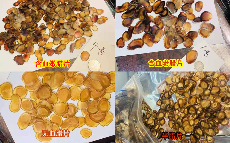 梅花鹿鹿茸臘片圖片 梅花鹿鹿茸臘片圖片