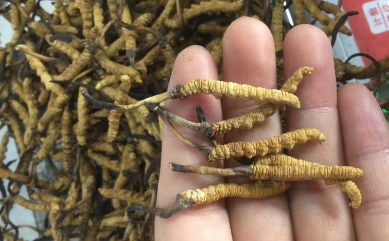 冬蟲夏草一克什么價 冬蟲夏草一克什么價