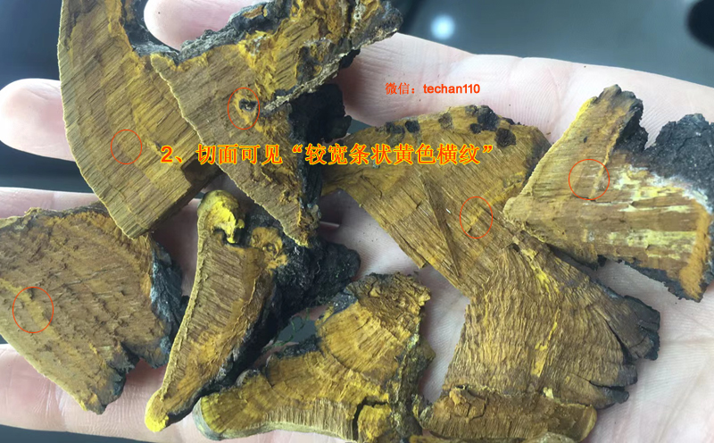 野生桑樹桑黃切面圖片