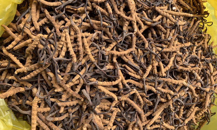 冬蟲夏草圖片 冬蟲夏草圖片