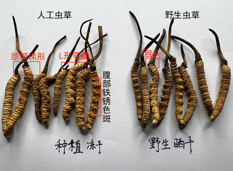 人工蟲草和野生蟲草的區(qū)別圖片 人工蟲草和野生蟲草的區(qū)別圖片
