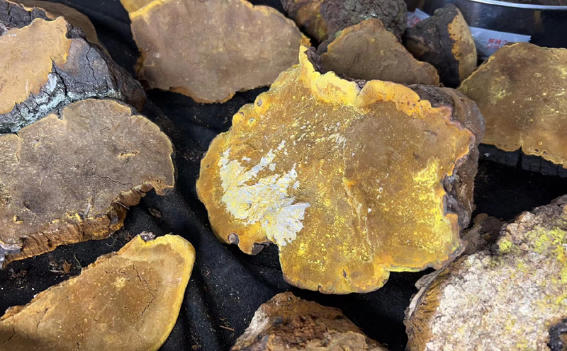 野生桑樹桑黃圖片 野生桑樹桑黃圖片