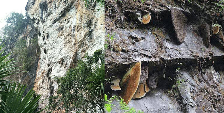 巖蜜生長地圖片