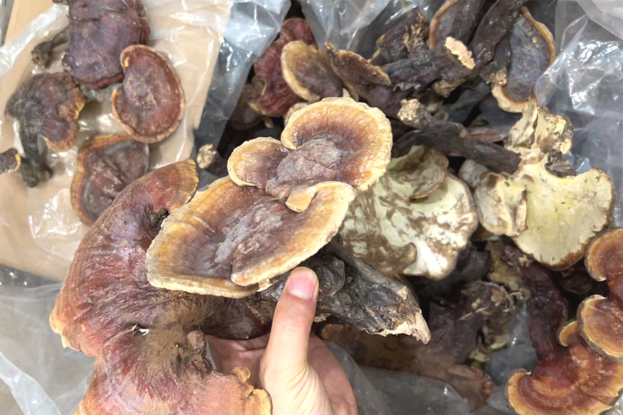 野生赤靈芝圖片