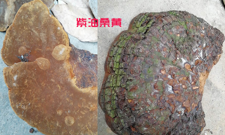 紫油桑黃圖片 紫油桑黃圖片