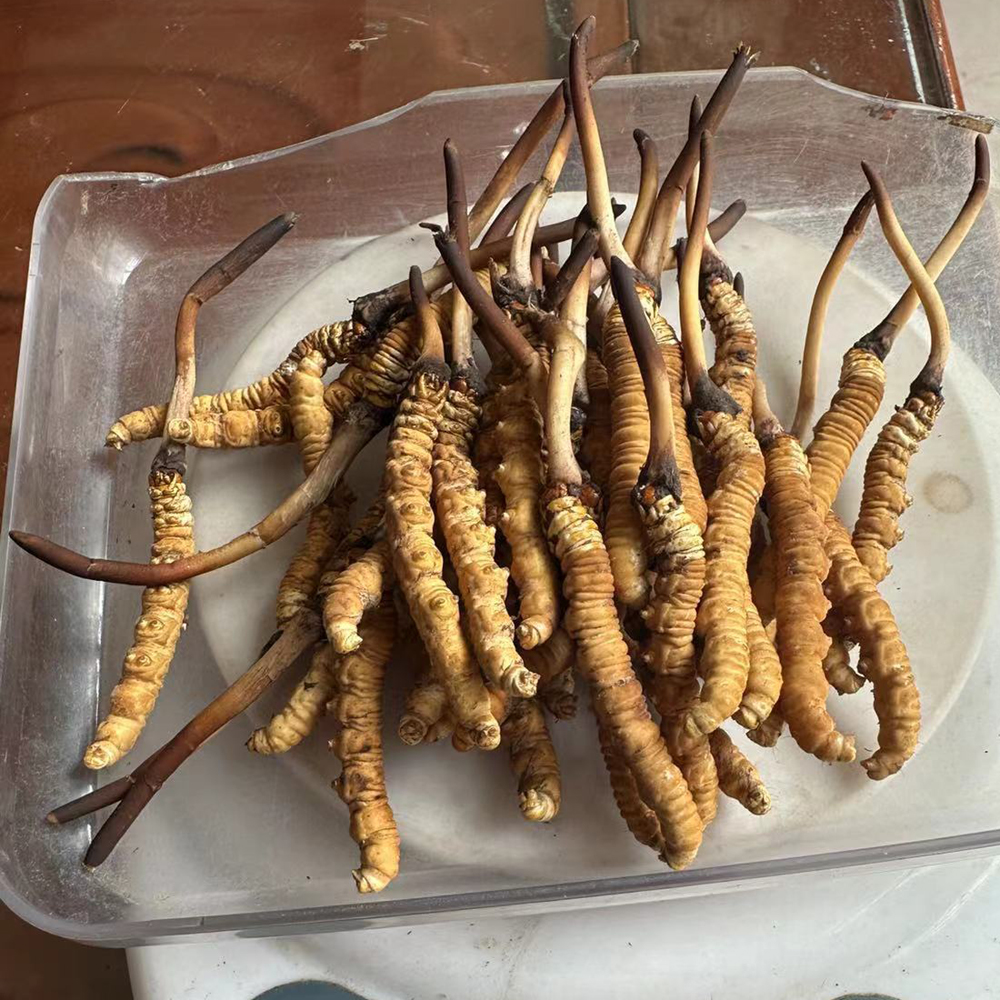 果洛鮮蟲草50根圖片