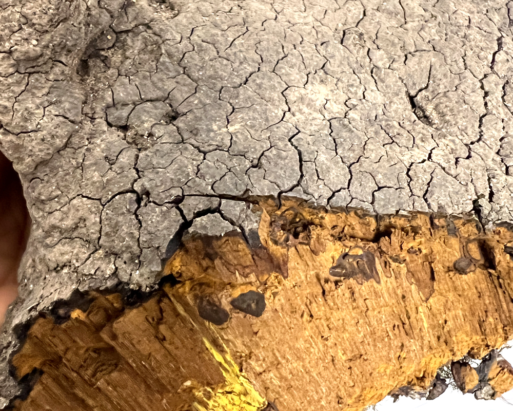 桑黃外表變黑的圖片