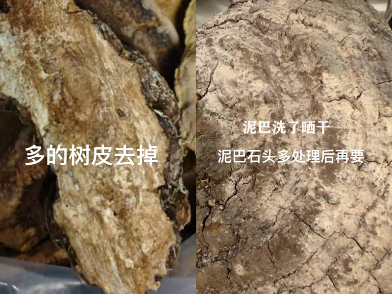 帶樹皮和帶泥巴的桑黃