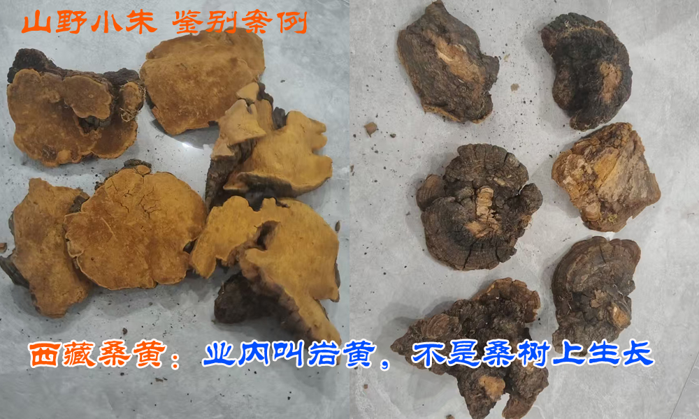 西藏野生桑黃 西藏野生桑黃