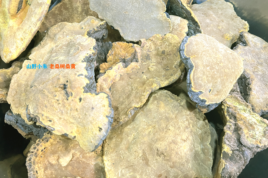 山野小朱老桑樹桑黃圖片 山野小朱老桑樹桑黃圖片