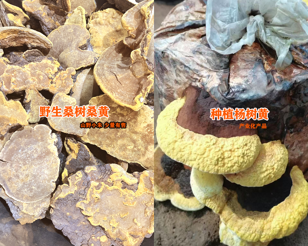 野生桑樹(shù)桑黃和種植楊樹(shù)黃圖片 野生桑樹(shù)桑黃和種植楊樹(shù)黃圖片