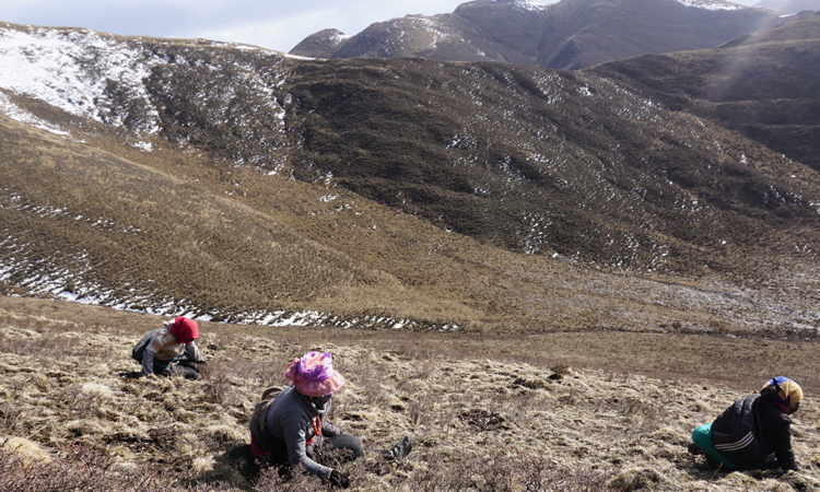新鮮冬蟲夏草采挖現(xiàn)場圖片 新鮮冬蟲夏草采挖現(xiàn)場圖片