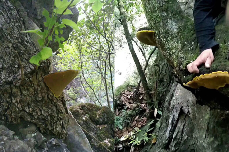 野生桑樹上的桑黃圖片 野生桑樹上的桑黃圖片