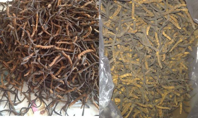 阿壩蟲草圖片 阿壩蟲草圖片