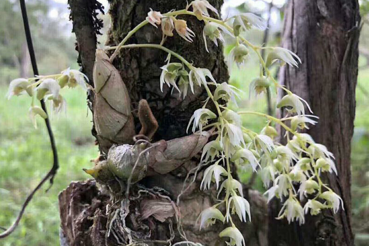 野生虎牙石斛圖片 野生虎牙石斛圖片