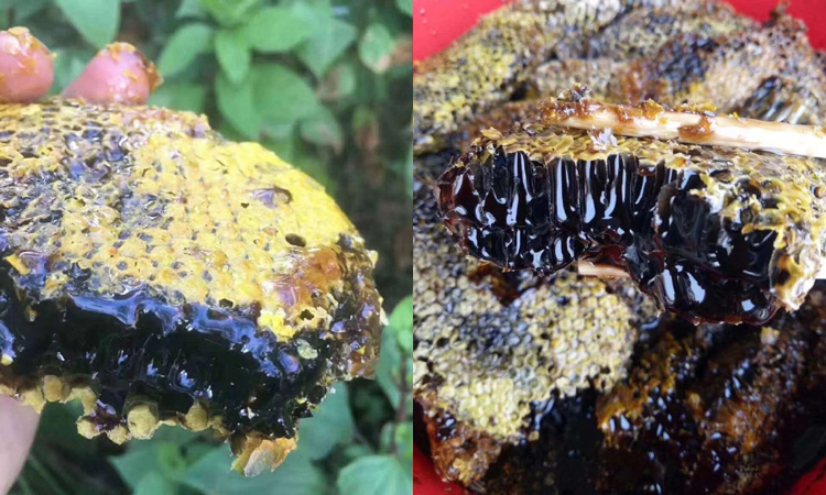 野生黑蜜圖片 野生黑蜜圖片