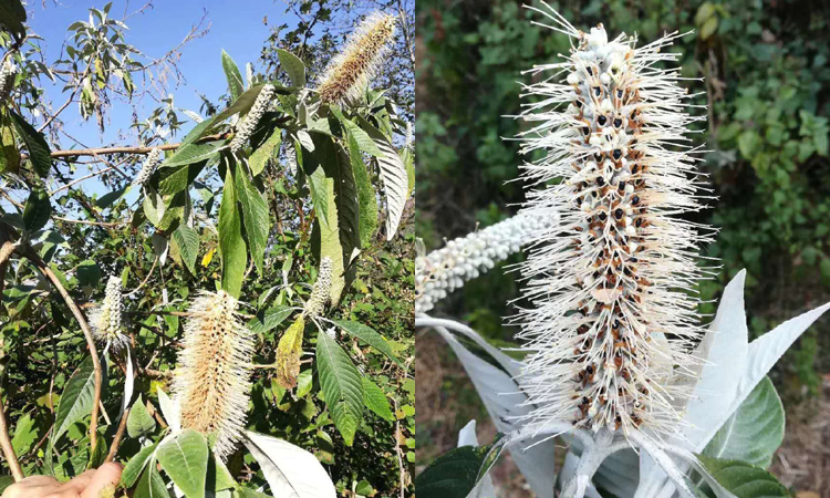 米團花圖片 米團花圖片