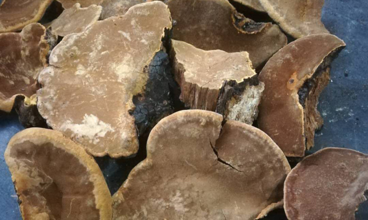 陜西安康野生桑樹桑黃圖片 陜西安康野生桑樹桑黃圖片