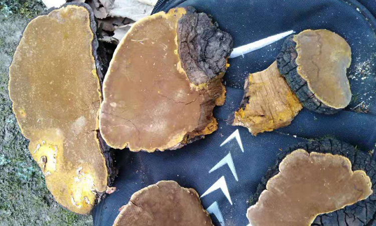 湖北十堰野生桑樹桑黃圖片 湖北十堰野生桑樹桑黃圖片