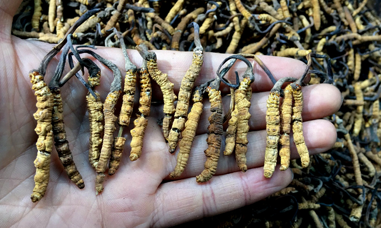 冬蟲夏草斷草串著竹簽的圖片