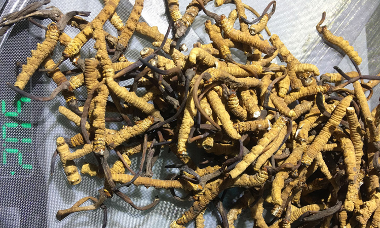 優質冬蟲夏草斷草圖片