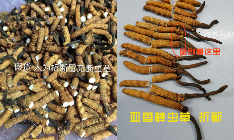 假貨亞香棒蟲草人為折斷冒充冬蟲夏草斷草圖片