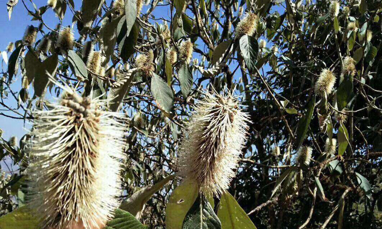 黑蜜蜜源米團花圖片