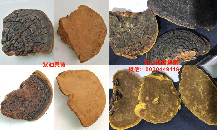 紫油桑黃和桑樹桑黃對(duì)比圖片 紫油桑黃和桑樹桑黃對(duì)比圖片