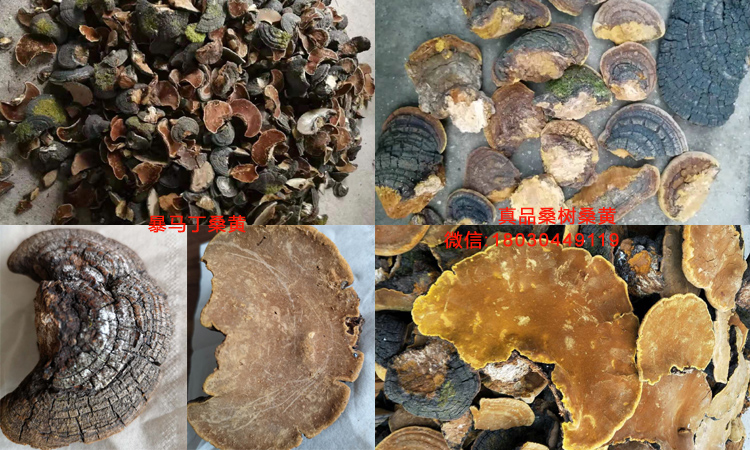 暴馬丁桑黃和桑樹桑黃對(duì)比圖片 暴馬丁桑黃和桑樹桑黃對(duì)比圖片