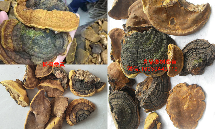 楊樹桑黃和桑樹桑黃對(duì)比圖片 楊樹桑黃和桑樹桑黃對(duì)比圖片