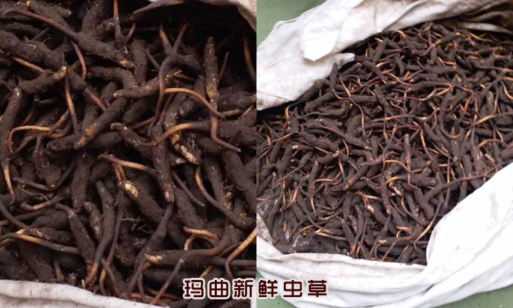 瑪曲新鮮蟲草圖片